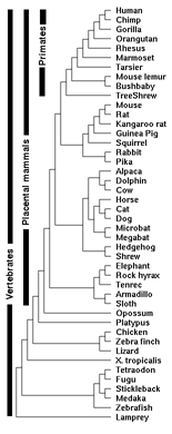 44 species, sittin’ in a tree